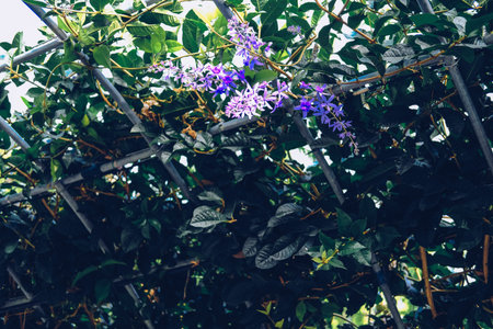 purple wreath Sandpaper Vine flower plant tree growing on pergola arbourの写真素材