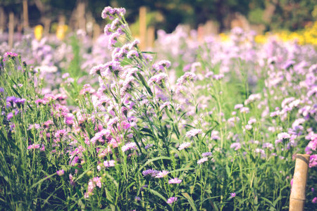 blooming purple magaret flower in flora field