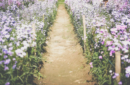 blooming purple magaret flower in flora fieldの写真素材