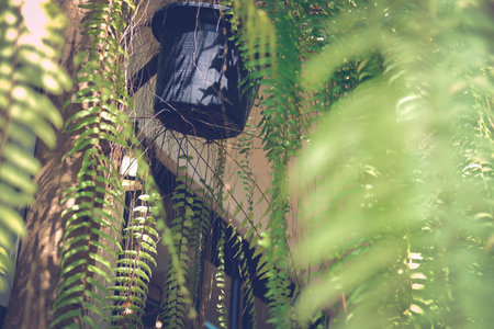 green fern leaves plant decorating in garden