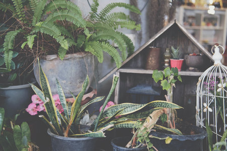 green leaves foliage plant decorating at homeの写真素材