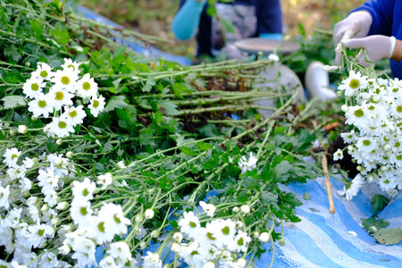 farmer woman arranging chrysanthemum flower for sale. flowers delivery businessの写真素材