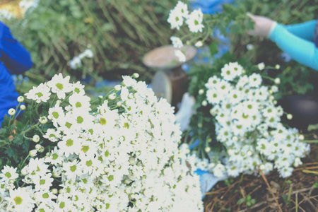 farmer woman arranging chrysanthemum flower for sale. flowers delivery businessの写真素材
