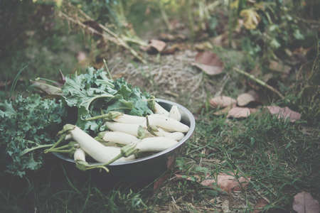 fresh white radish vegetable in bowl on ground. radishes harvesting from gardenの写真素材