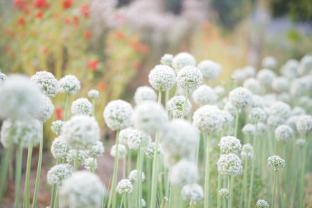 Allium shallot onion garlic chives scallion leek flower growing in field gardenの写真素材