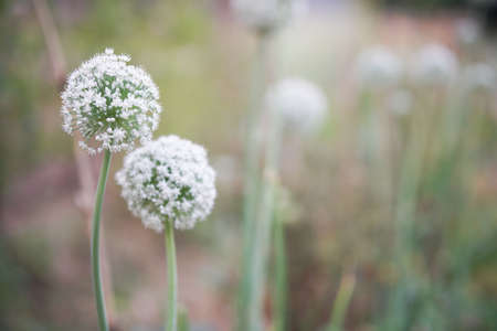 Allium shallot onion garlic chives scallion leek flower growing in field gardenの写真素材