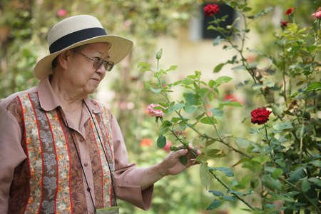 asian old elderly female elder woman resting relaxing in rose flower garden. senior leisure lifestyleの写真素材