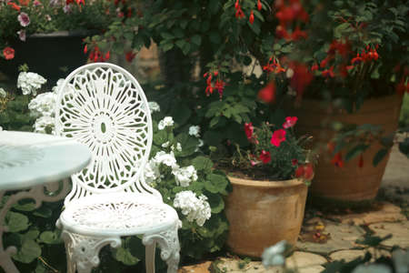 blooming white geranium flower plant in botany garden parkの写真素材