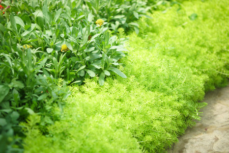 gold moss sedum leaves plant decorating in garden park