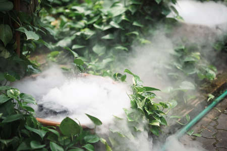 green plant leaves and dry ice smoke decorating in botany garden parkの写真素材