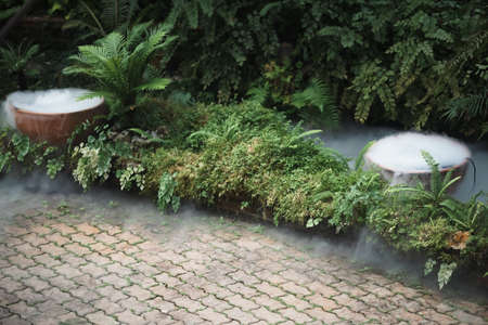 green plant leaves and dry ice smoke decorating in botany garden parkの写真素材