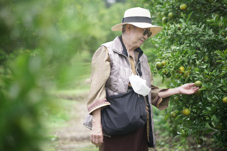 old senior woman farmer gardener checking orange tangerine fruit harvest quality in garden orchard plantationの写真素材