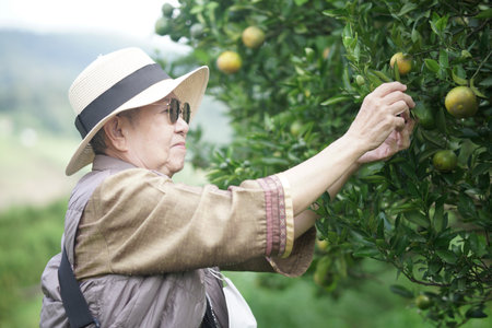 old senior woman farmer gardener checking orange tangerine fruit harvest quality in garden orchard plantationの写真素材