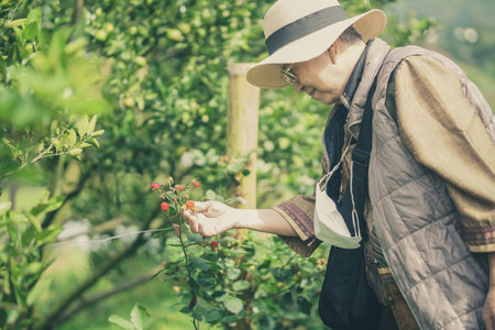 old elderly elder senior woman picking red raspberry berries in garden farmの写真素材