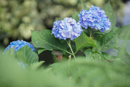 blue purple blooming hydrangea flower in the garden