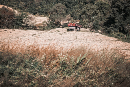 cottage hut shack in rice paddy field in asian countrysideの写真素材