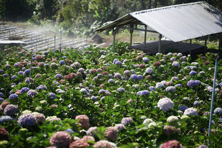 blooming hydrangea flower field garden horticulture