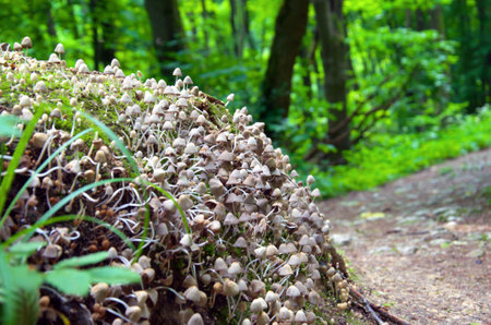 mushroomsの写真素材