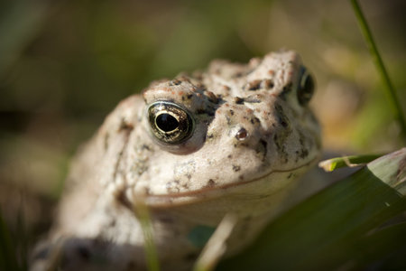 A Toad sitting in the green grass