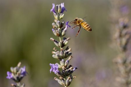 A honey bee flying to a lavender bushの写真素材
