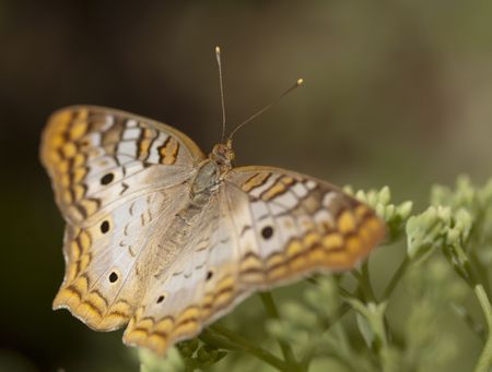 A yellow and orange butterfly on a green plantの写真素材