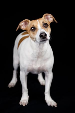 A jack russell terrier posing for a portraitの写真素材