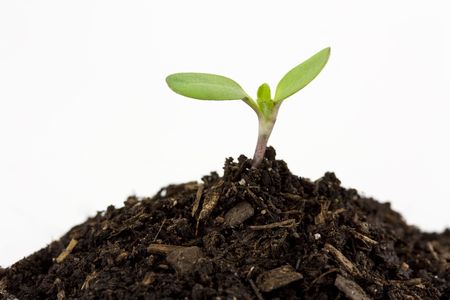 A two leaf seedling sprouting from a mound of soilの写真素材