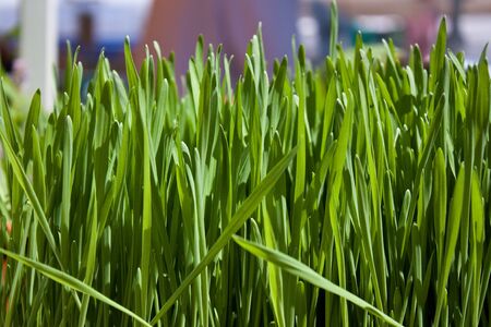 Macro shot of tall green wheatgrass for saleの写真素材