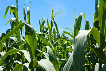 Background image of corn plants growing against a sunny blue skyの写真素材