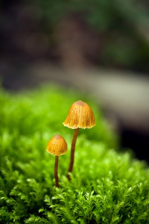 Macro shot of two delicate mushrooms in a fern bedの写真素材