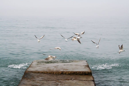 seagullsの写真素材