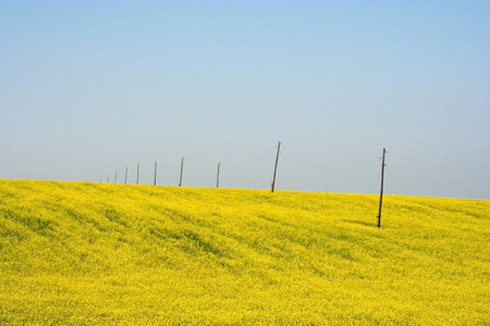 Rapeseed fieldの写真素材