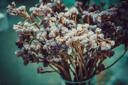 Statice flowers wiltの写真素材