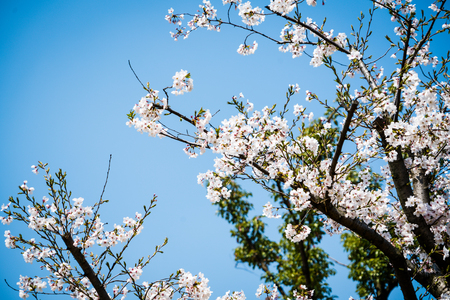 Sweet cherry blossom blooming in sunshine dayの写真素材