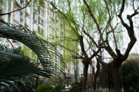Plam leave in garden - blurred building backgroundの写真素材