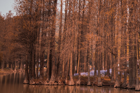 Landscape - Pine park with grass flower in winter seasonの写真素材