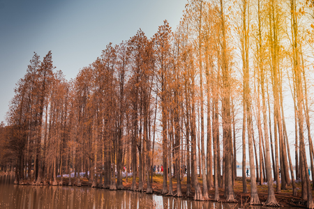Landscape - Pine park  on sunshine day of winter seasonの写真素材