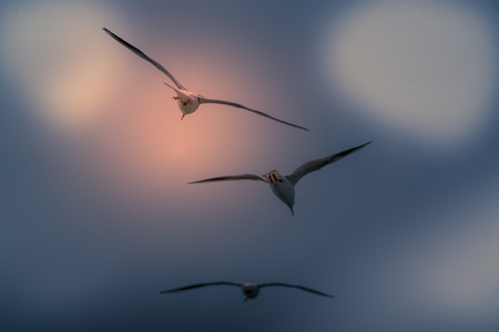 Abstract color background of group seagull flyingの写真素材