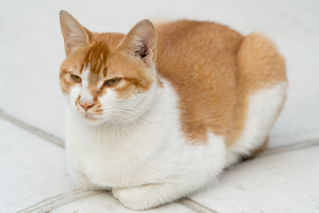 portrait of white-light brown cat sitting on the floor isolated on blur backgroundの写真素材
