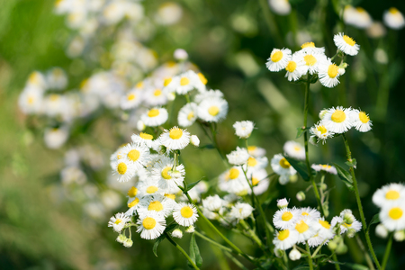spring daisy flower on the blurred backgroundの写真素材