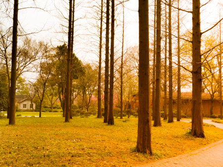 Landscape - Pine park in the sunset sceneの写真素材