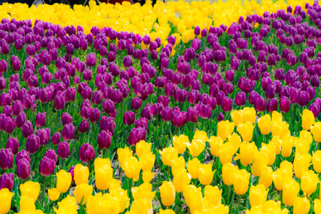 The high contrast of purple and yellow tulips gardenの写真素材