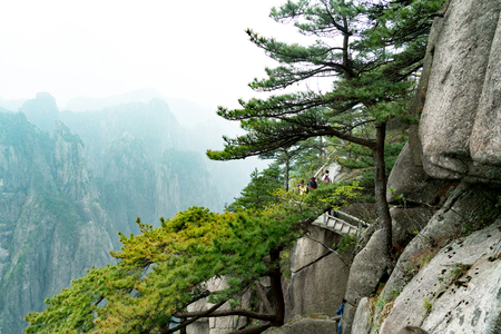 The tree with mountains and fog on background of Huangshan, Anhui, Chinaの写真素材