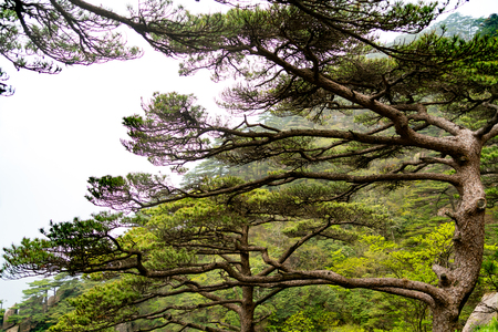 The pine tree on mountains and fog of Huangshan, Anhui, Chinaの写真素材