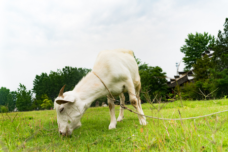 portrait the young white sheep eating the grassの写真素材