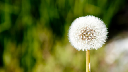 close up the beautiful white meadow flower on blurred backgroundの写真素材