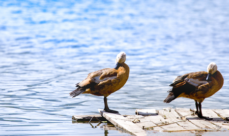 A couple duck on the wood bridge near liver on sunny dayの写真素材