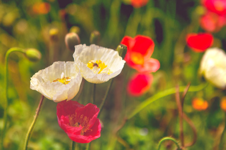 grain noise filter of poppy flower with the bee on the white flowerの写真素材