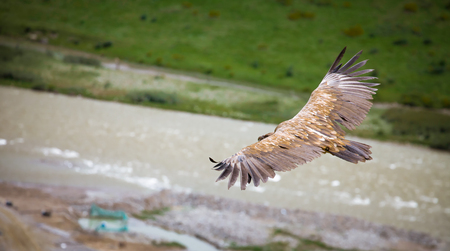 Mountain hawk pan wing on blurred river backgroundの写真素材