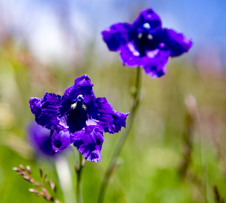 close up the beautiful purple flower on blurred backgroundの写真素材